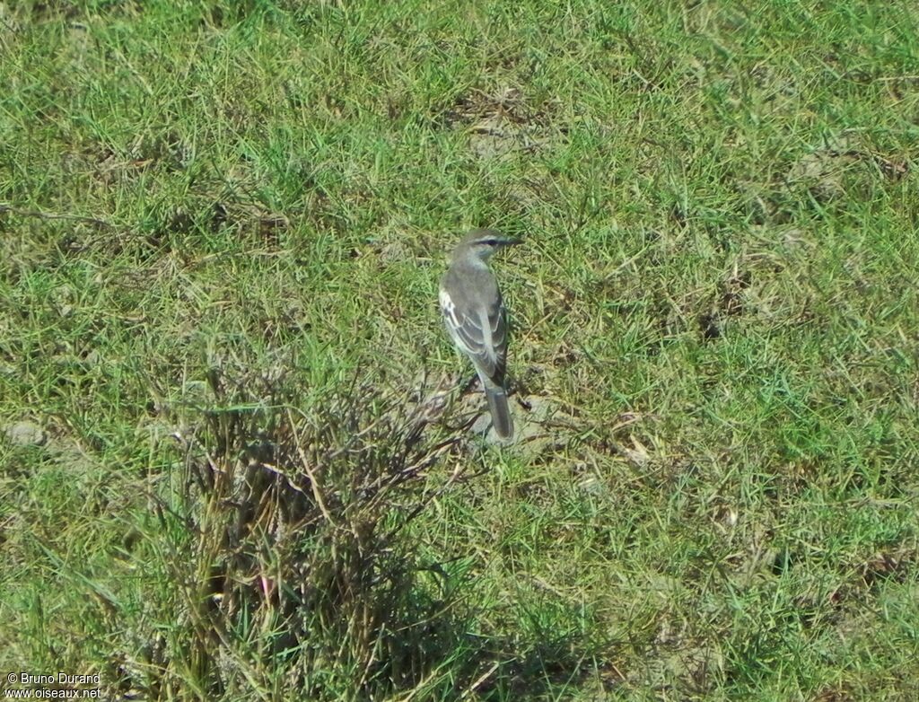 White-shouldered Trilleradult, identification