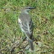 White-shouldered Triller