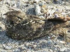 Savanna Nightjar