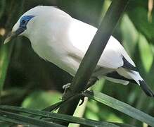 Bali Myna