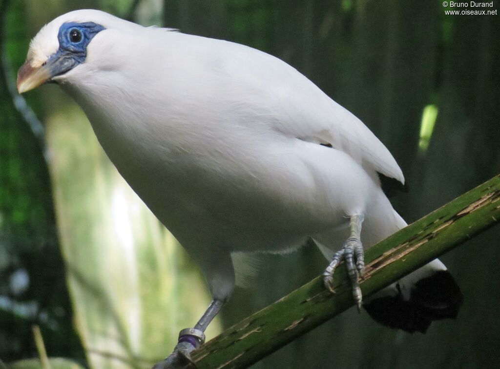 Bali Myna, identification, Behaviour