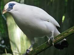 Bali Myna