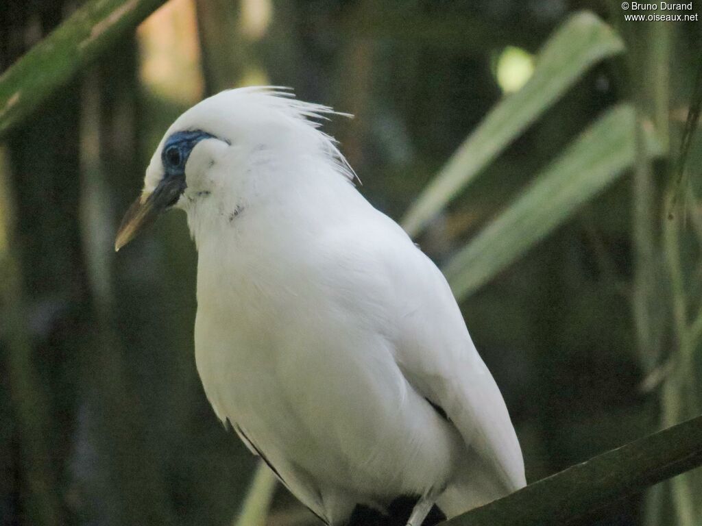 Étourneau de Rothschild, identification