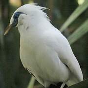 Bali Myna