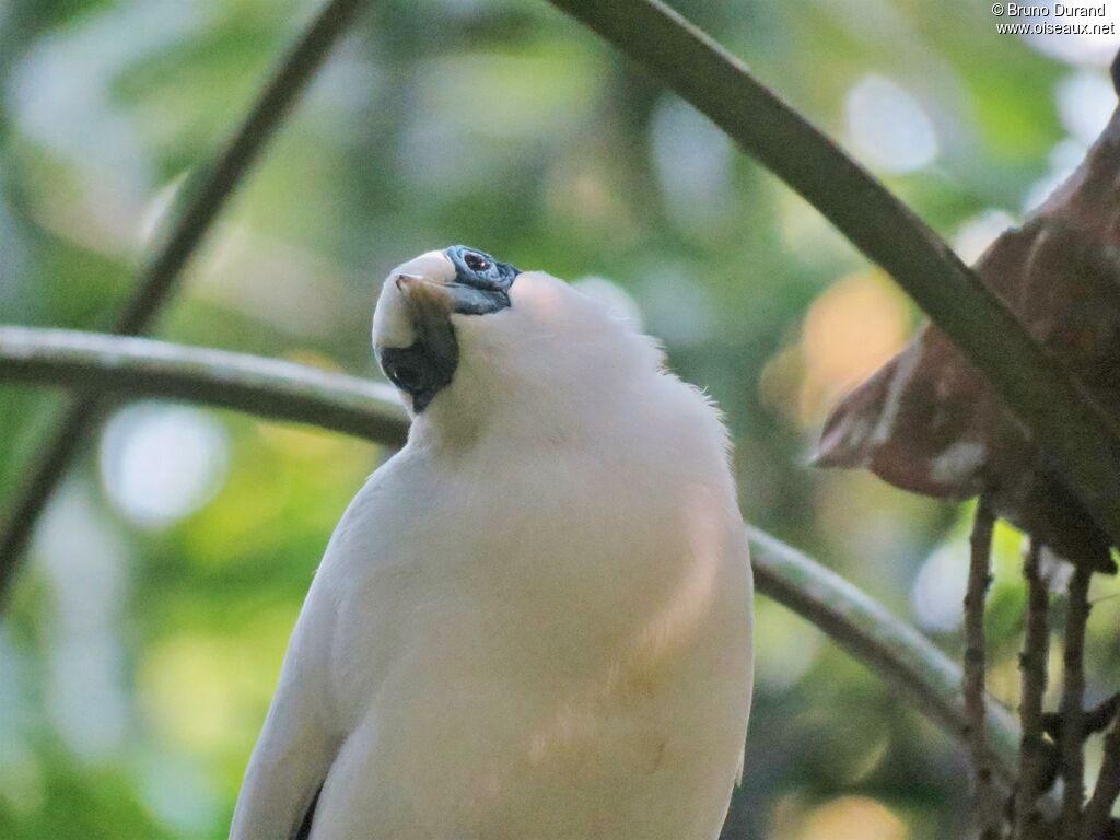 Bali Mynaadult, identification, Behaviour