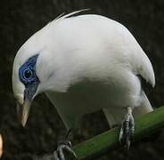 Bali Myna