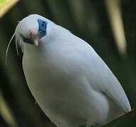 Bali Myna