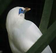 Bali Myna