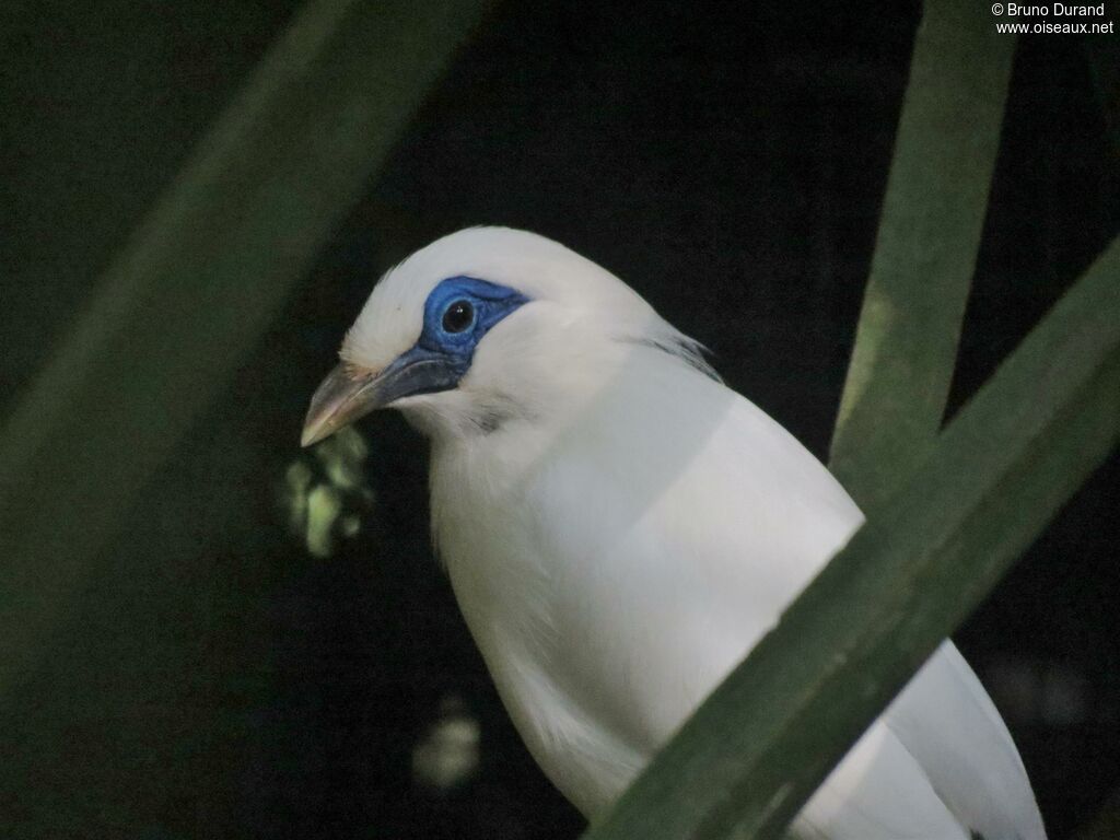 Étourneau de Rothschildadulte, identification