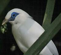 Bali Myna