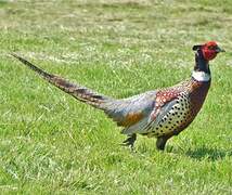 Common Pheasant