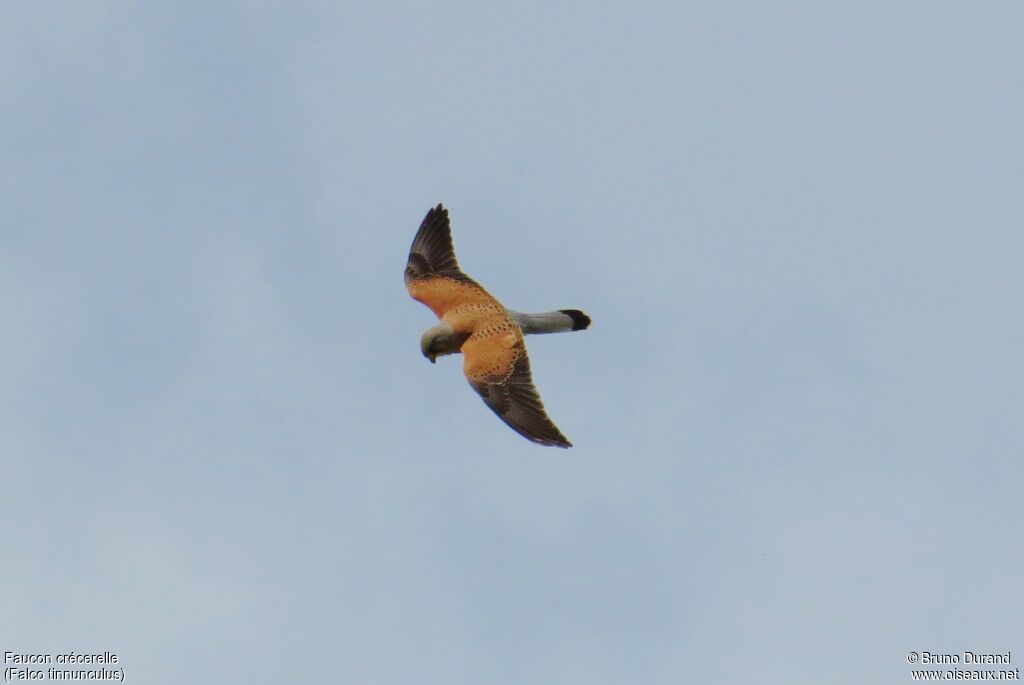 Common Kestrel male adult, Flight