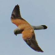 Common Kestrel