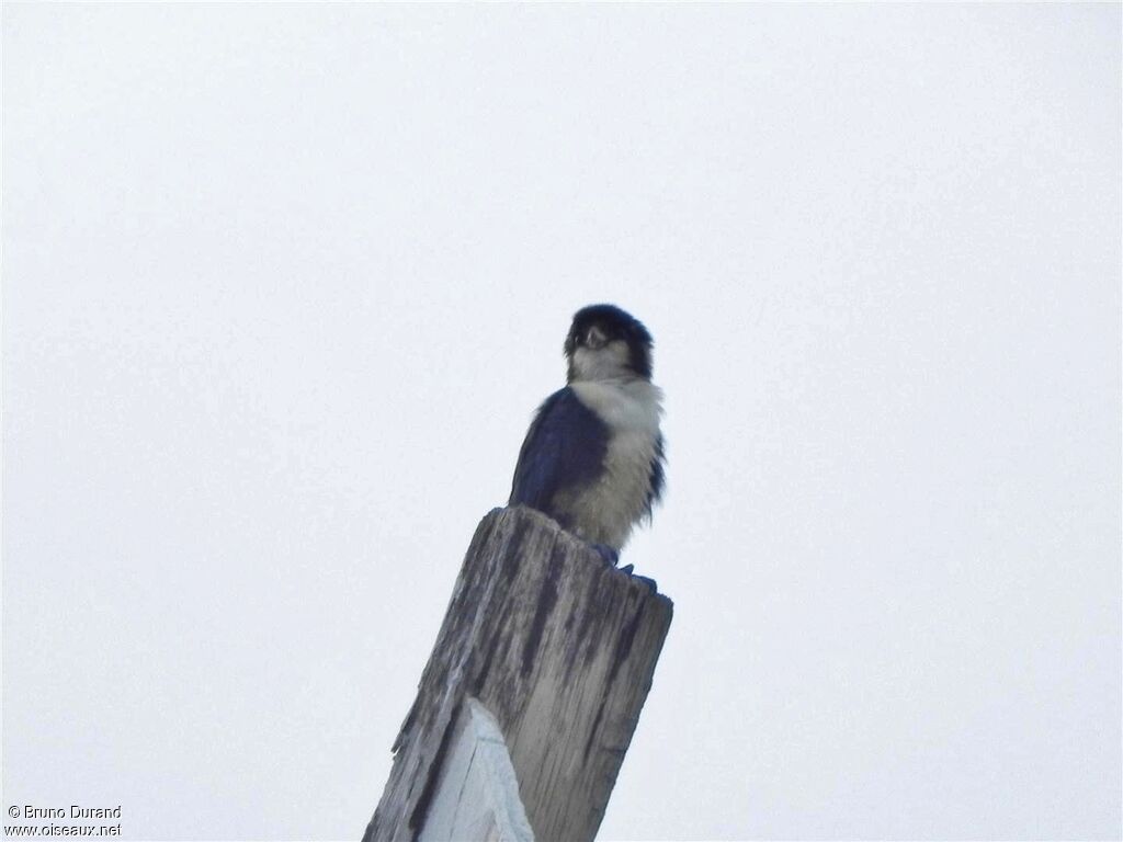 Black-thighed Falconetadult, identification