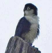 Black-thighed Falconet