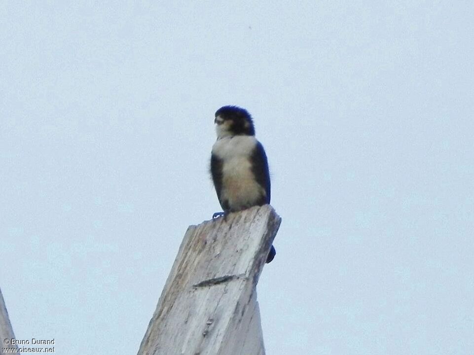 Black-thighed Falconetadult, identification