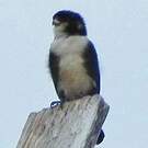 Fauconnet moineau
