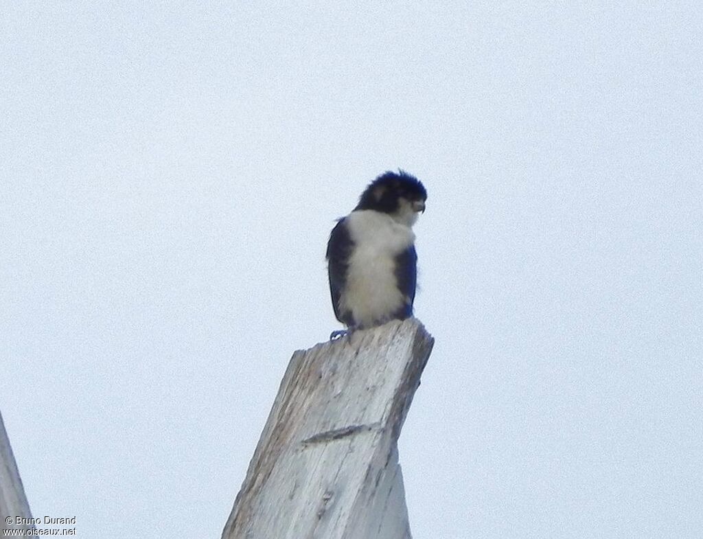 Fauconnet moineauadulte, identification