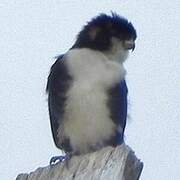 Black-thighed Falconet