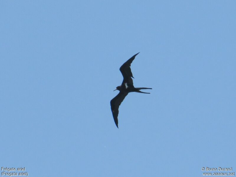 Lesser Frigatebird, Flight