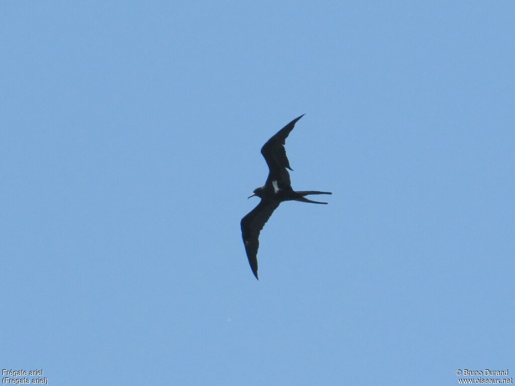 Lesser Frigatebird, Flight