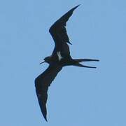 Lesser Frigatebird