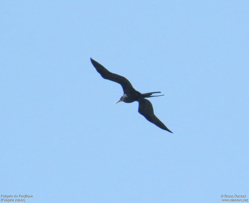 Great Frigatebird, Flight