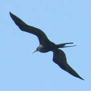 Great Frigatebird