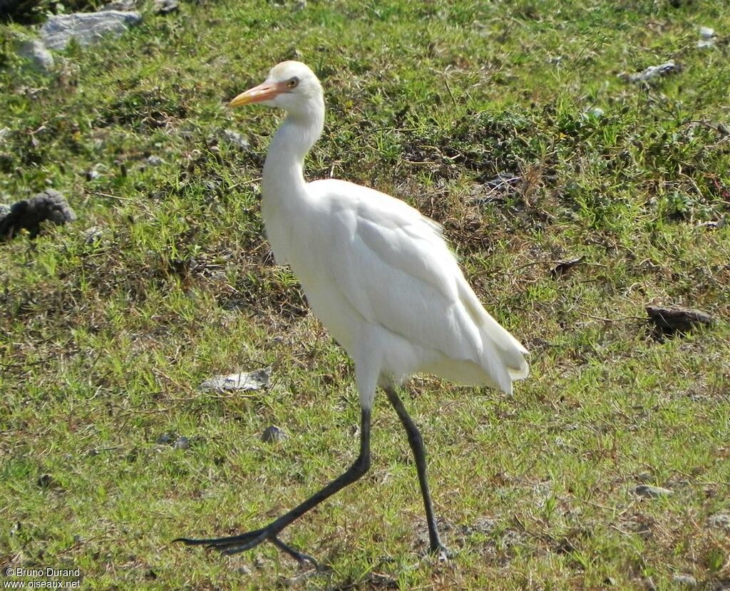 Eastern Cattle Egretadult post breeding, identification