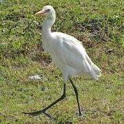 Eastern Cattle Egret