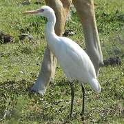 Eastern Cattle Egret