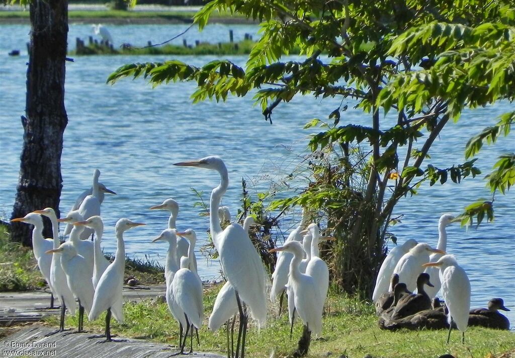 Eastern Cattle Egret, identification, Behaviour