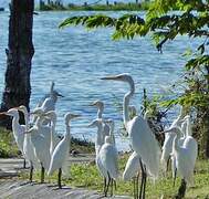 Eastern Cattle Egret