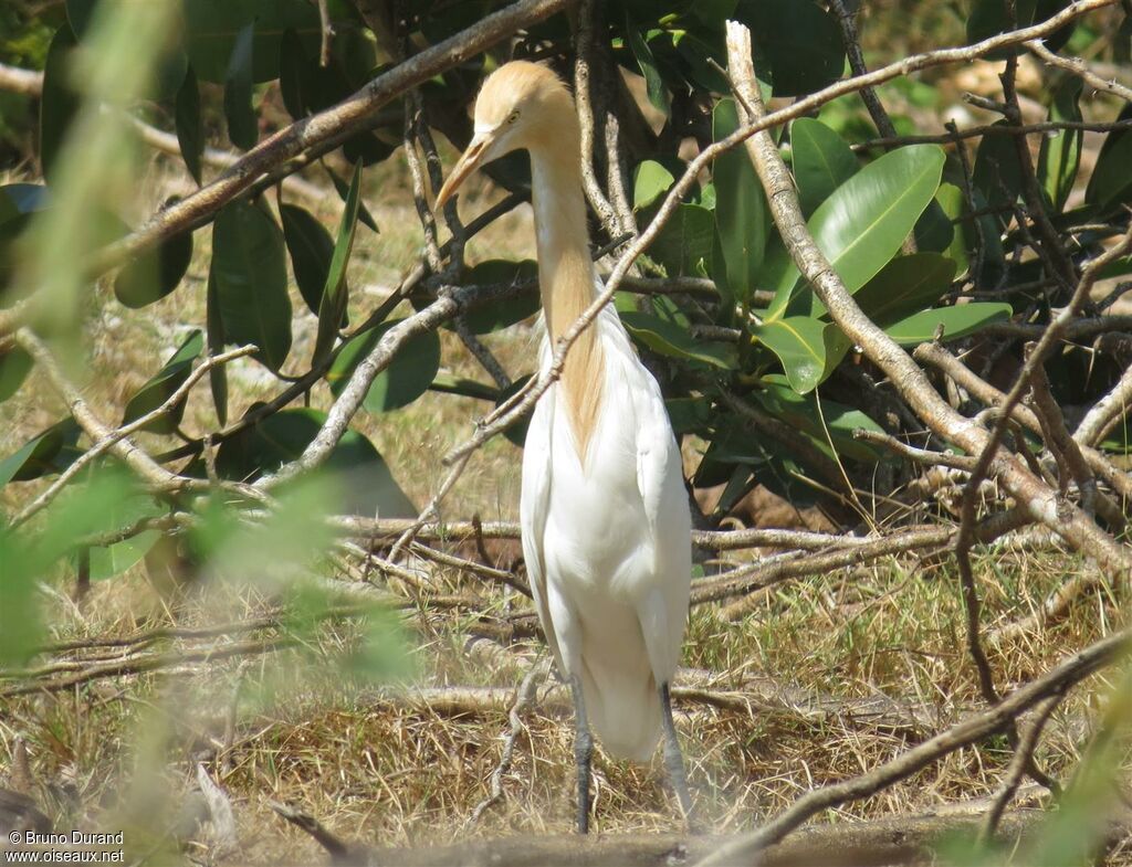 Eastern Cattle Egret, identification, Behaviour