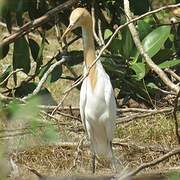 Eastern Cattle Egret