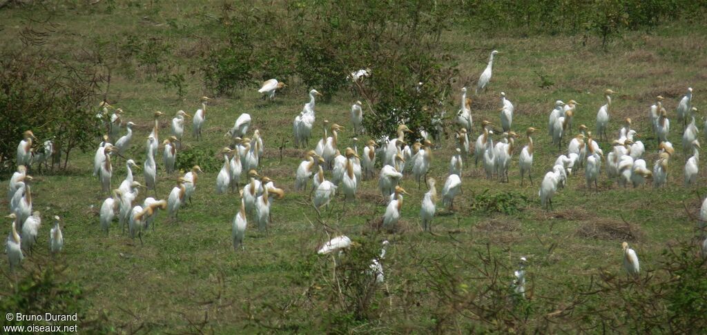 Eastern Cattle Egret, identification, Behaviour