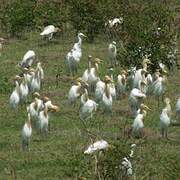 Eastern Cattle Egret