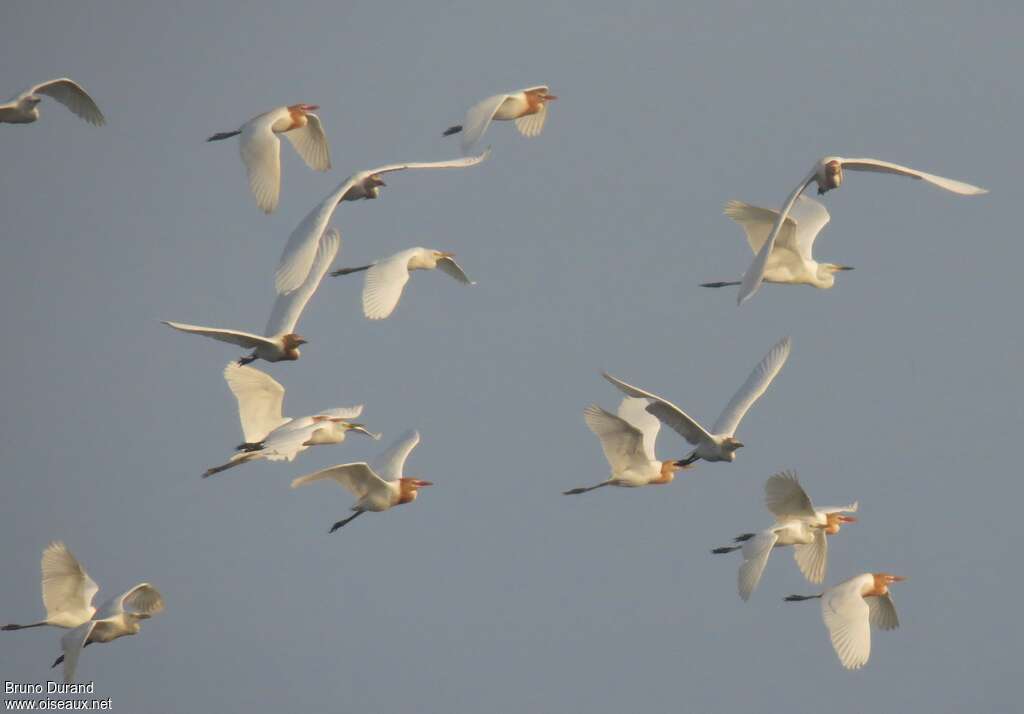 Eastern Cattle Egretadult, Flight