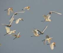 Eastern Cattle Egret