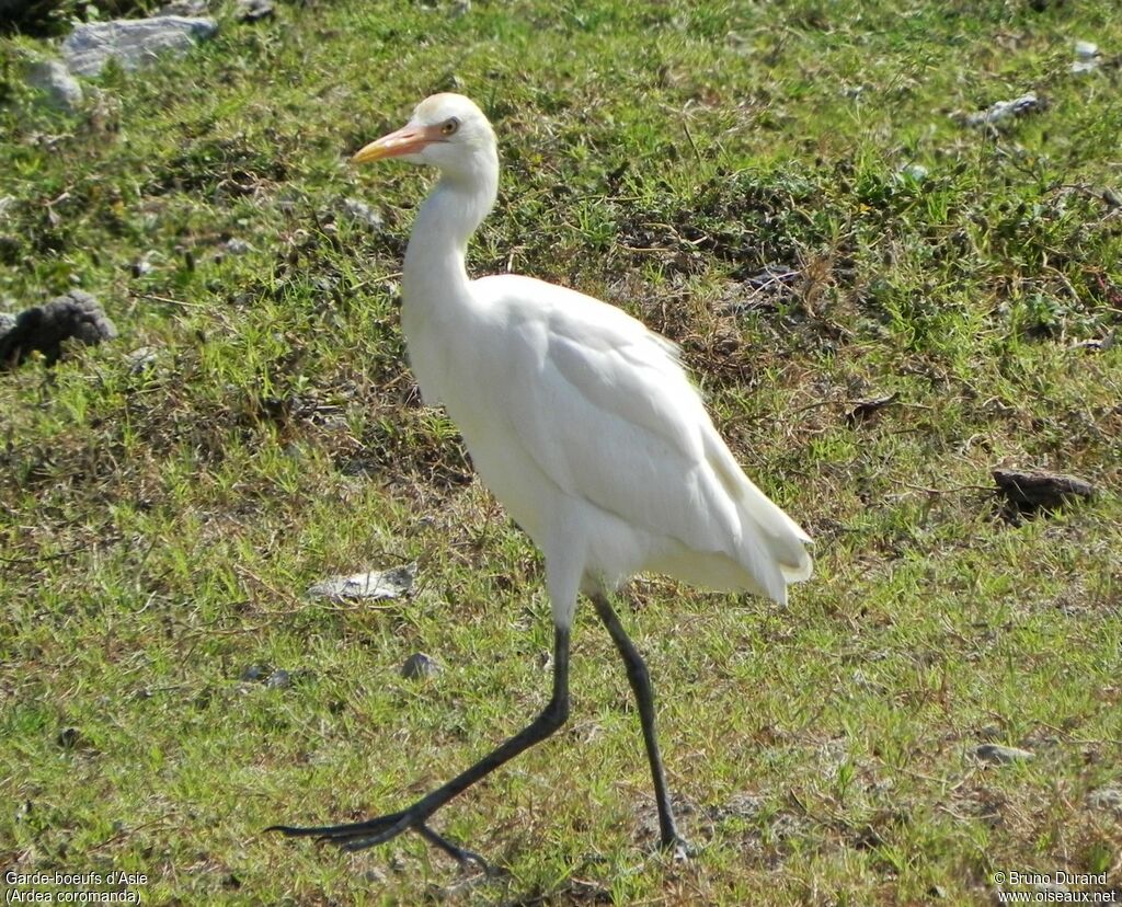 Eastern Cattle Egretadult post breeding, identification