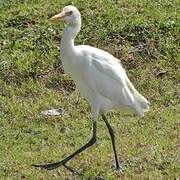 Eastern Cattle Egret