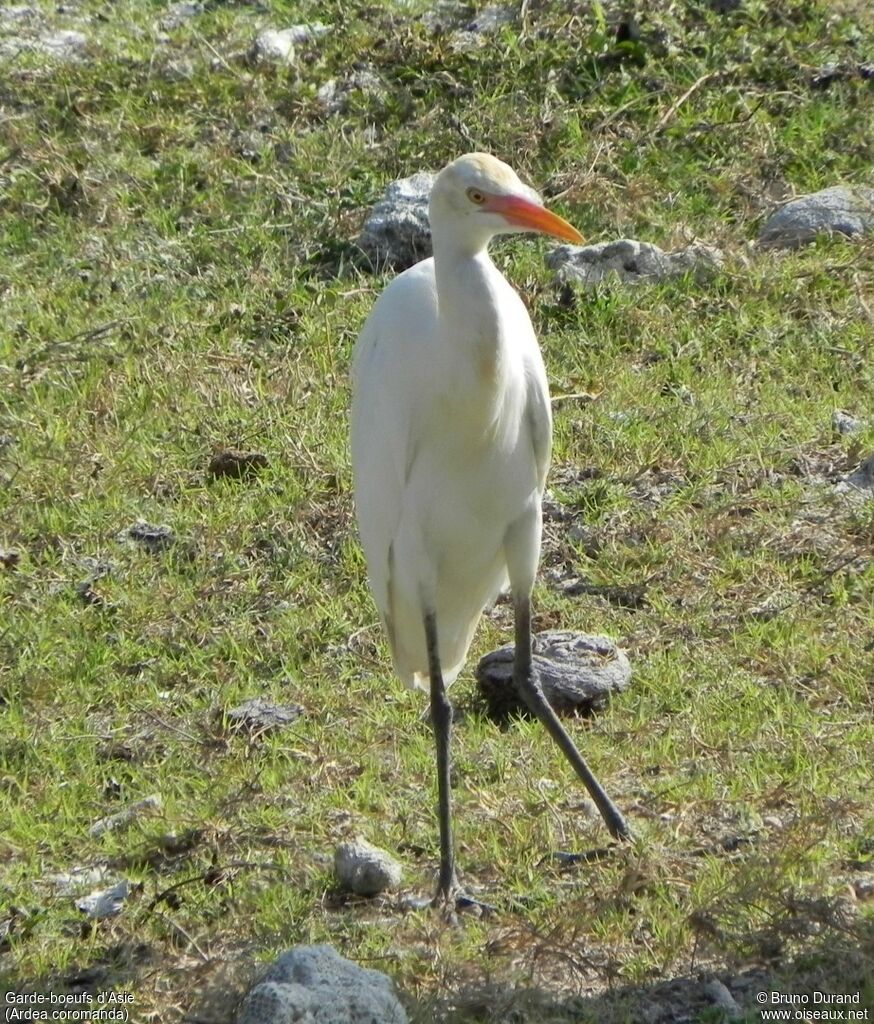 Eastern Cattle Egret, identification