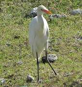 Eastern Cattle Egret