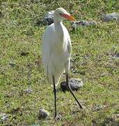 Eastern Cattle Egret