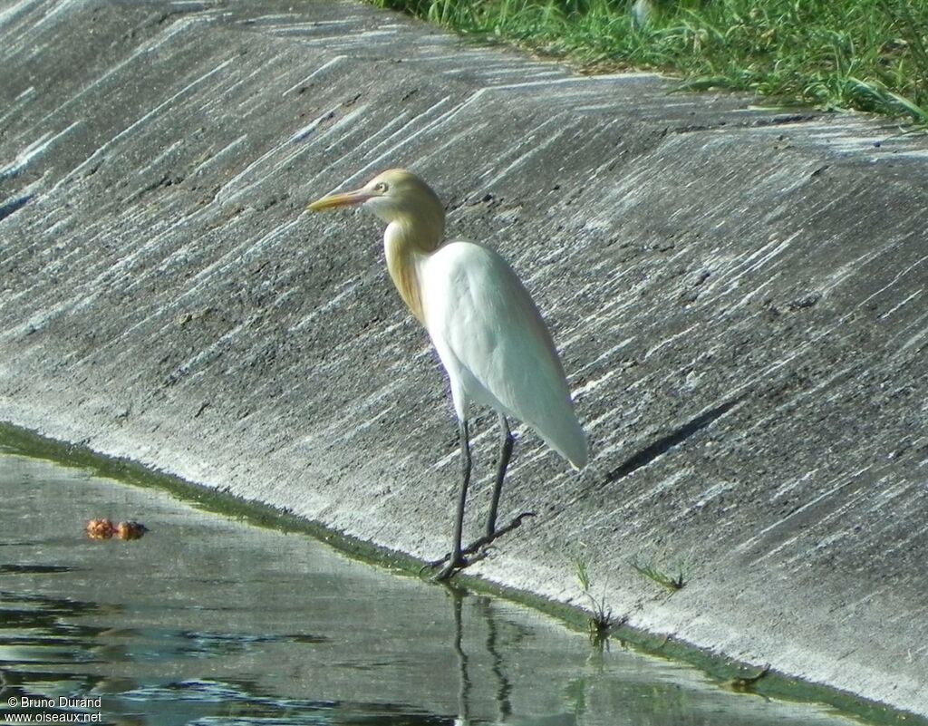Eastern Cattle Egret, identification