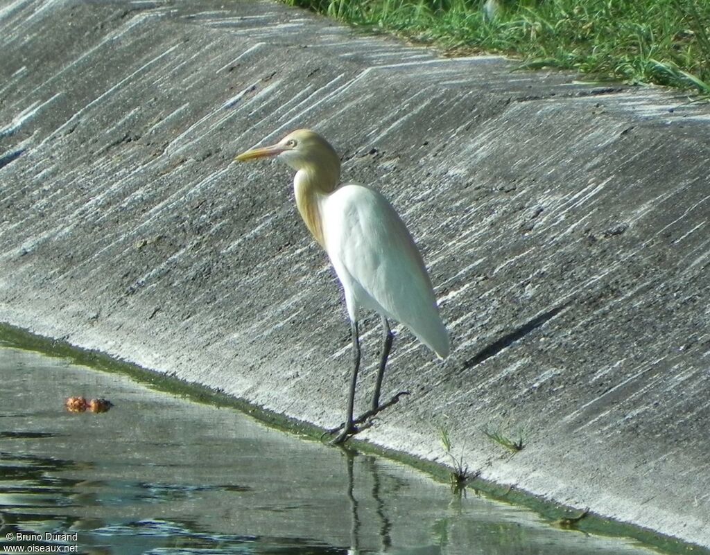 Eastern Cattle Egret, identification