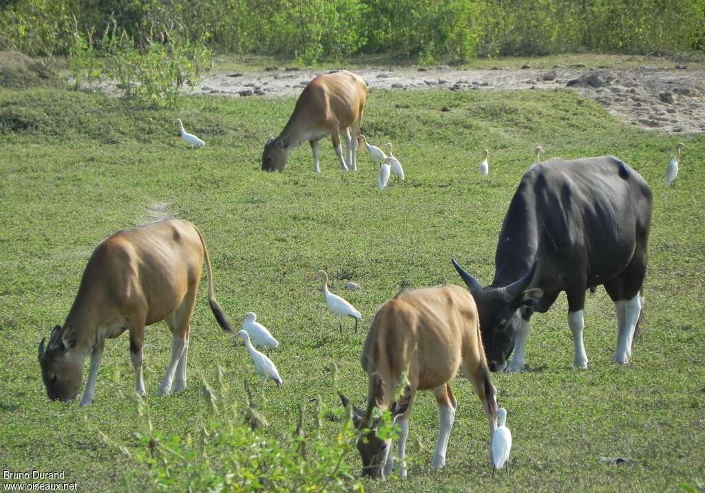 Eastern Cattle Egret, habitat, fishing/hunting, Behaviour