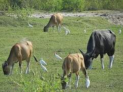 Garde-boeufs d'Asie