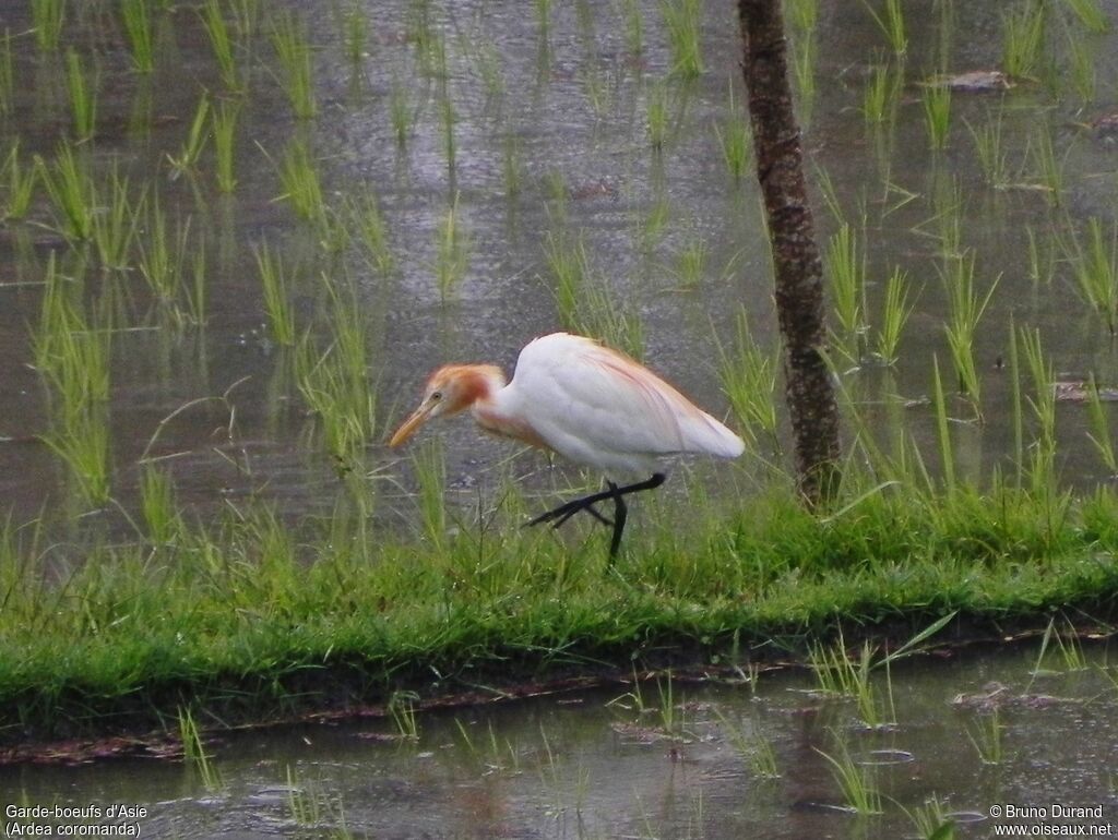 Eastern Cattle Egretadult breeding, identification, feeding habits, Behaviour