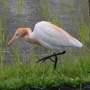 Eastern Cattle Egret